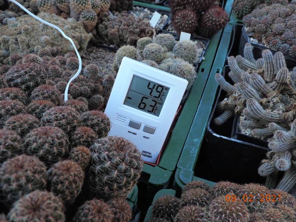 Cacti and Sukkulent in Köln, every day new flowers in the greenhouse Part 253 Bild7278