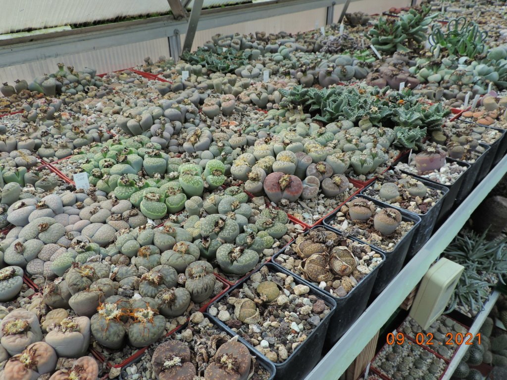 Cacti and Sukkulent in Köln, every day new flowers in the greenhouse Part 253 Bild7284