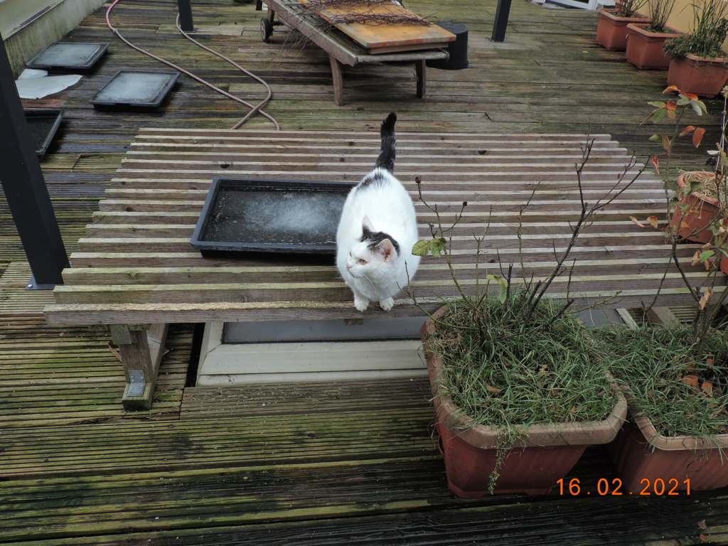 Cacti and Sukkulent in Köln, every day new flowers in the greenhouse Part 253 Bild7302