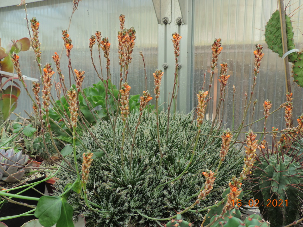 Cacti and Sukkulent in Köln, every day new flowers in the greenhouse Part 253 Bild7313