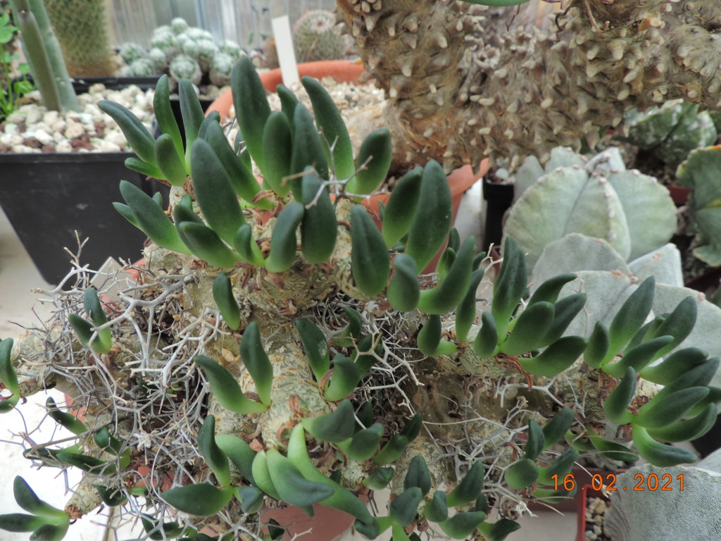 Cacti and Sukkulent in Köln, every day new flowers in the greenhouse Part 253 Bild7314