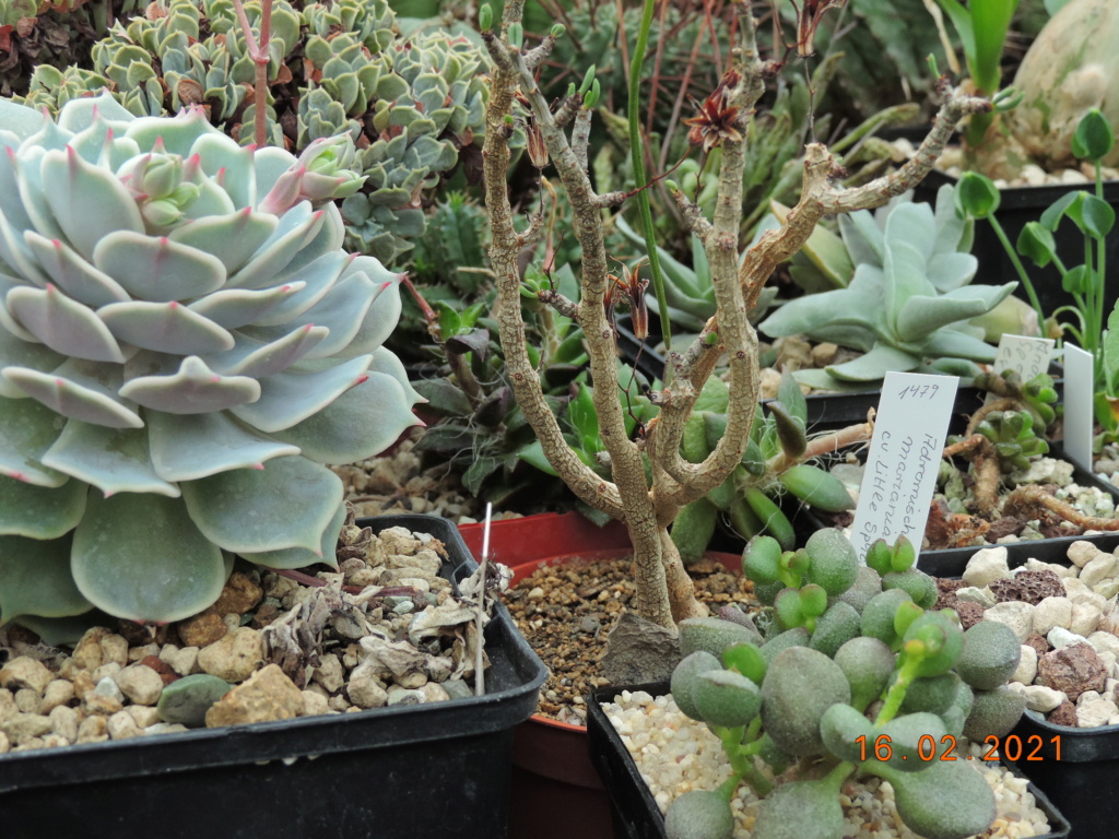 Cacti and Sukkulent in Köln, every day new flowers in the greenhouse Part 253 Bild7317