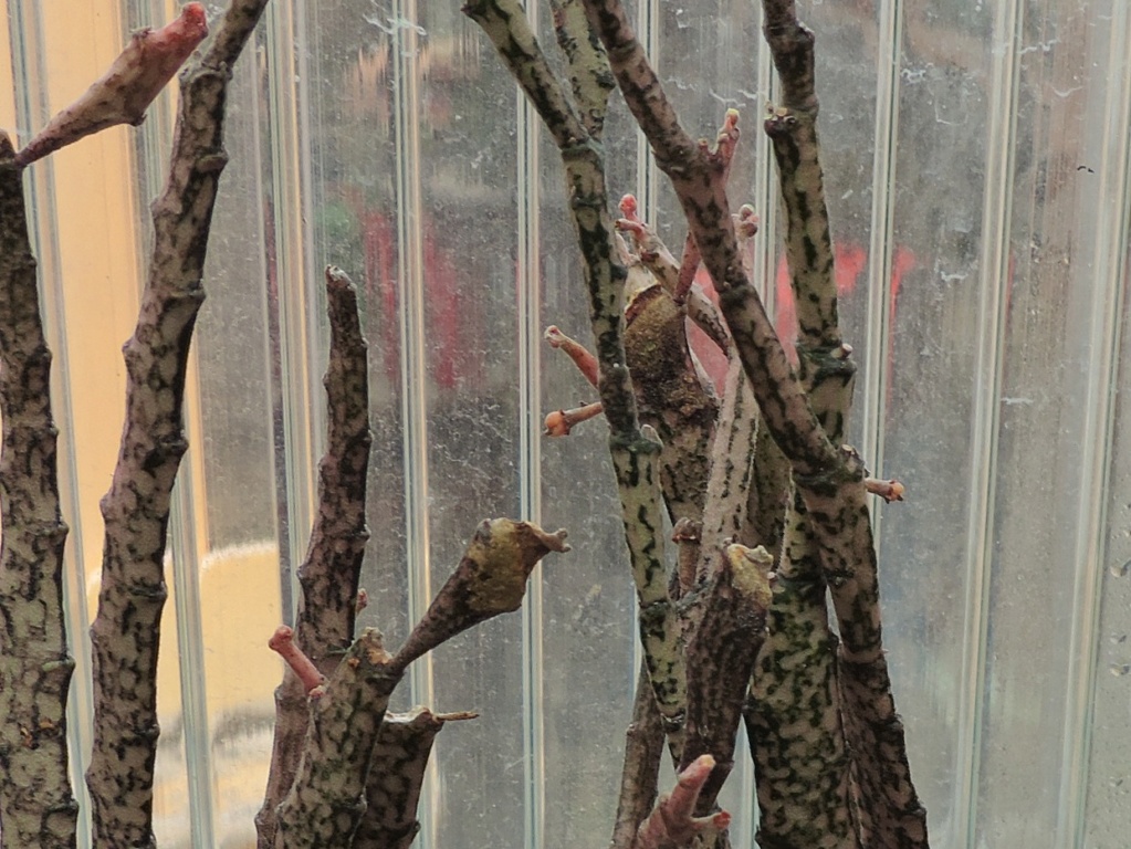 Cacti and Sukkulent in Köln, every day new flowers in the greenhouse Part 253 Bild7319