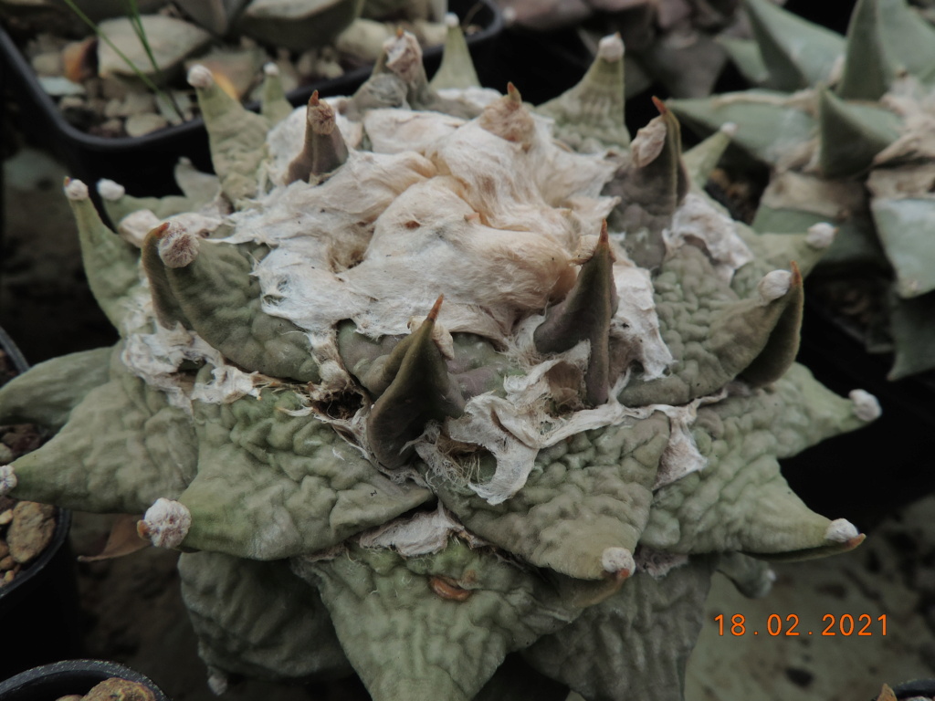 Cacti and Sukkulent in Köln, every day new flowers in the greenhouse Part 253 Bild7331