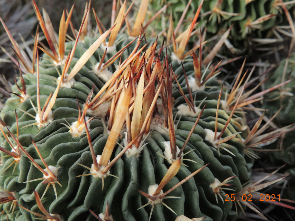 Cacti and Sukkulent in Köln, every day new flowers in the greenhouse Part 253 Bild7357