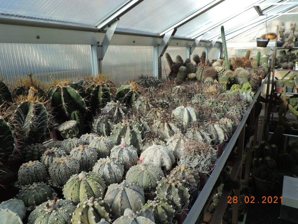 Cacti and Sukkulent in Köln, every day new flowers in the greenhouse Part 253 Bild7364