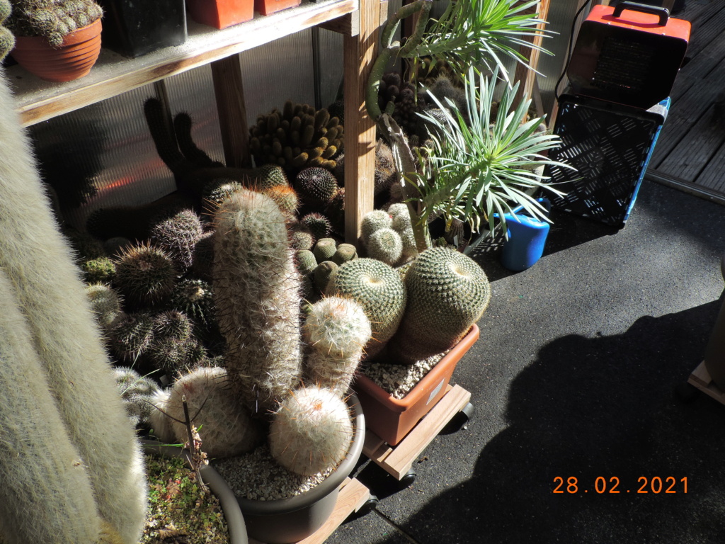Cacti and Sukkulent in Köln, every day new flowers in the greenhouse Part 253 Bild7367