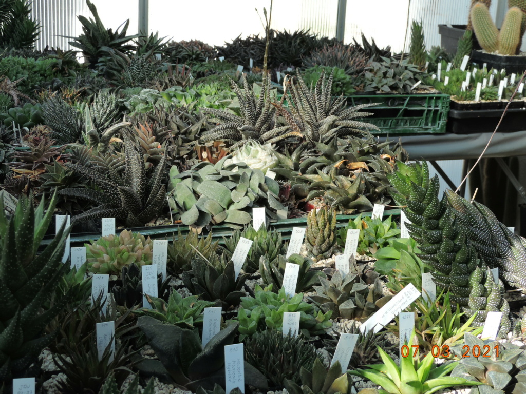 Cacti and Sukkulent in Köln, every day new flowers in the greenhouse Part 254 Bild7392