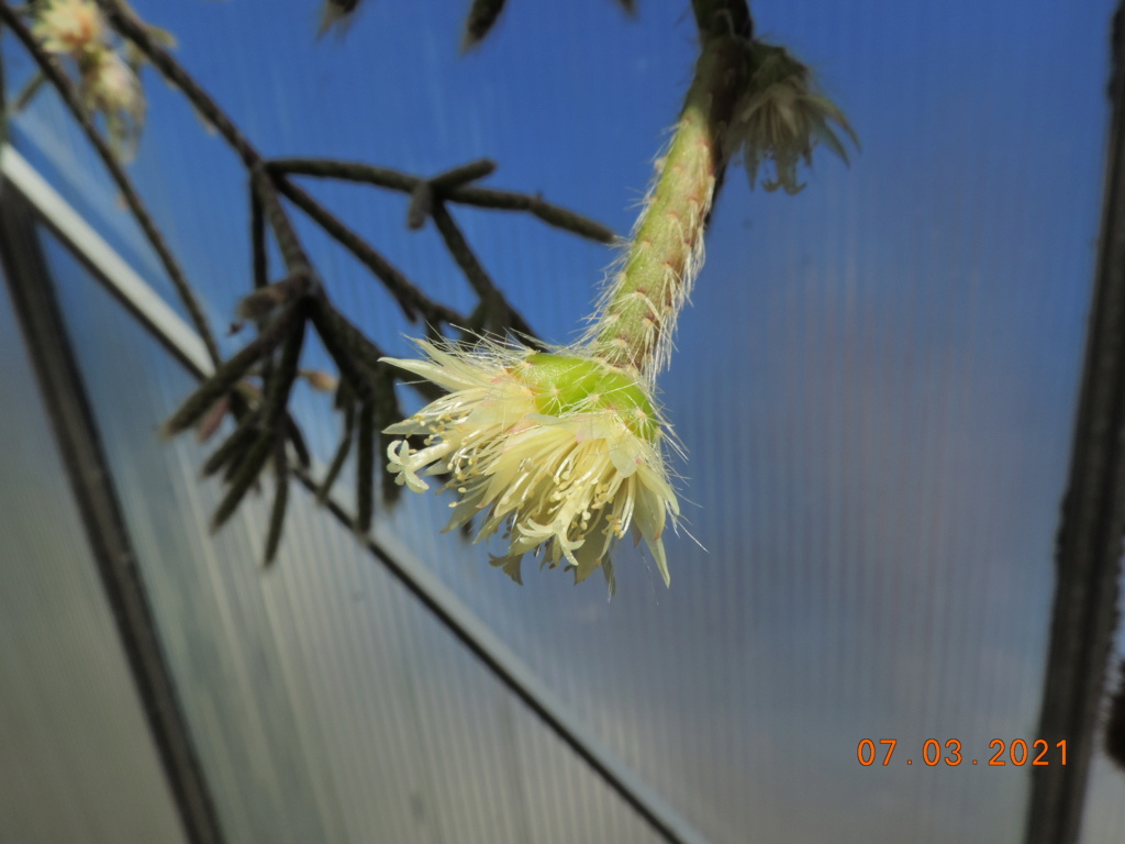 Cacti and Sukkulent in Köln, every day new flowers in the greenhouse Part 254 Bild7395