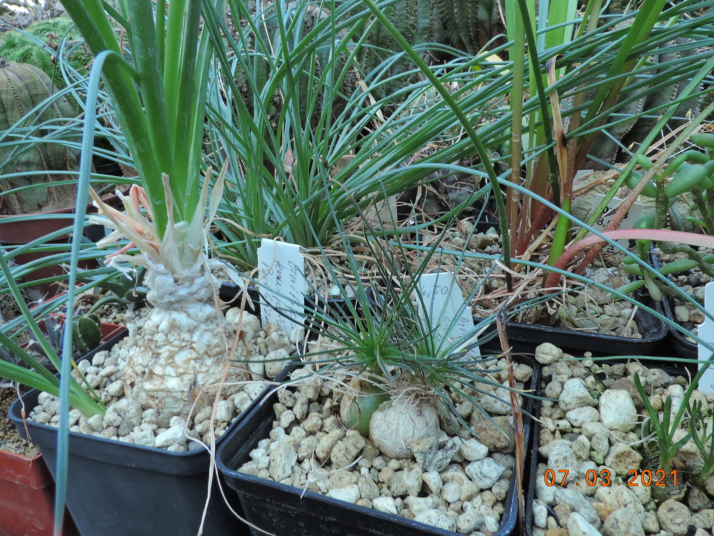 Cacti and Sukkulent in Köln, every day new flowers in the greenhouse Part 254 Bild7397