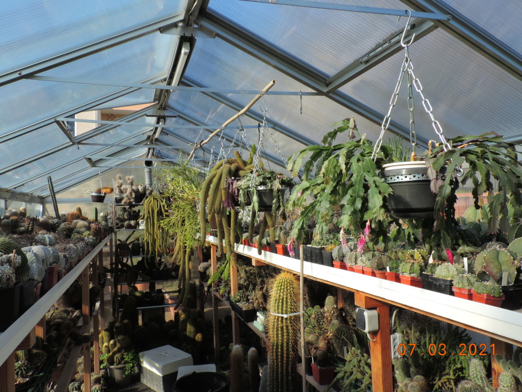 Cacti and Sukkulent in Köln, every day new flowers in the greenhouse Part 254 Bild7399