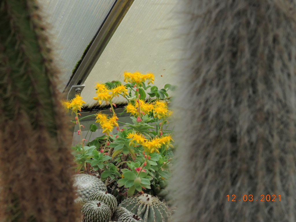 Cacti and Sukkulent in Köln, every day new flowers in the greenhouse Part 254 Bild7404