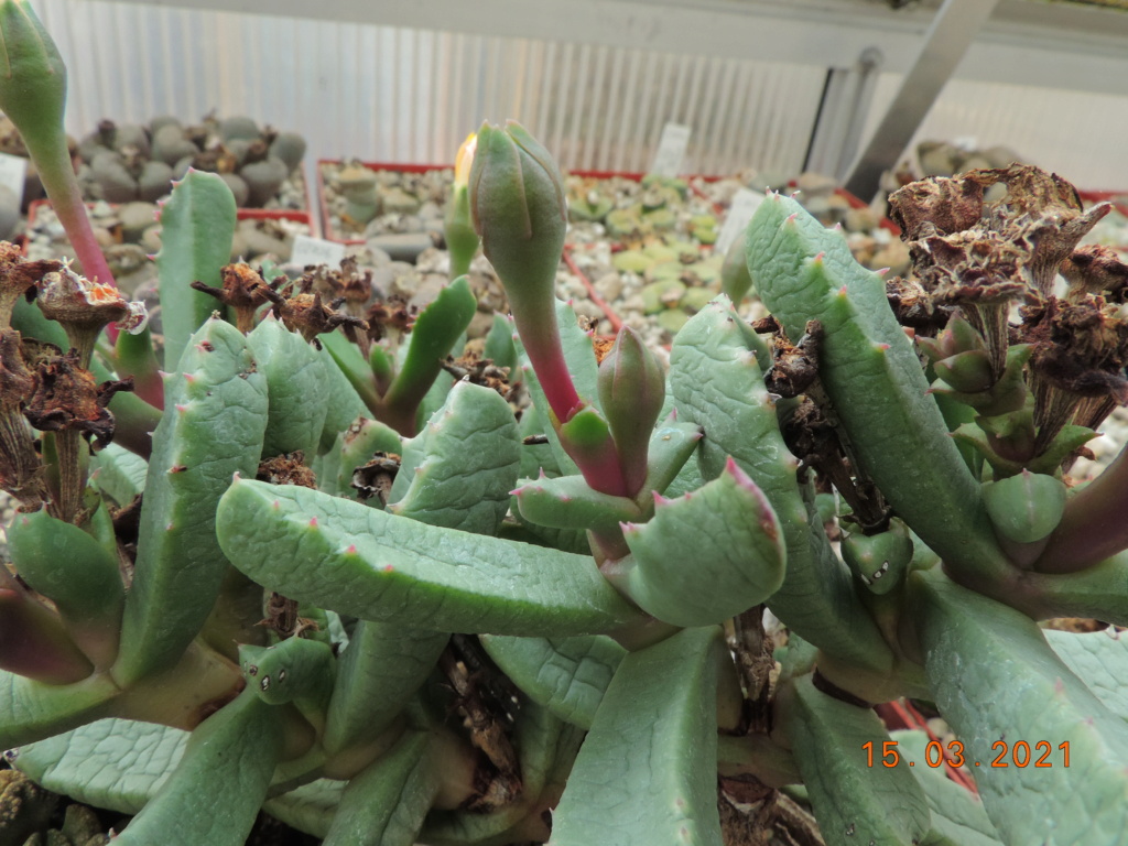 Cacti and Sukkulent in Köln, every day new flowers in the greenhouse Part 254 Bild7415