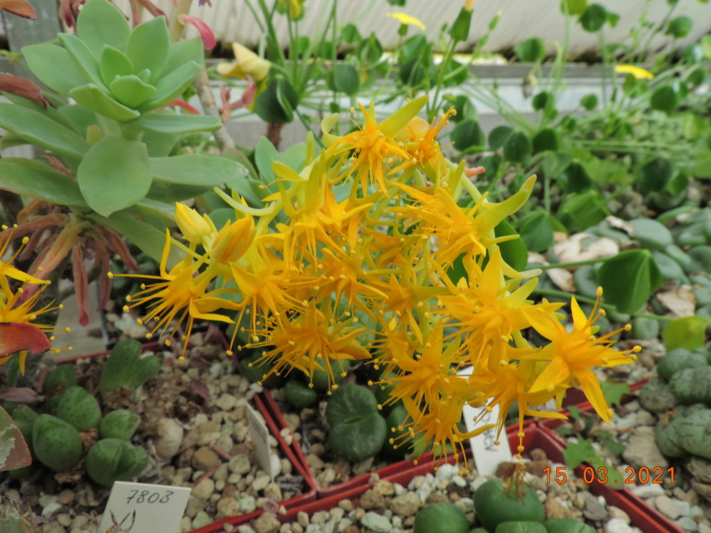 Cacti and Sukkulent in Köln, every day new flowers in the greenhouse Part 254 Bild7417