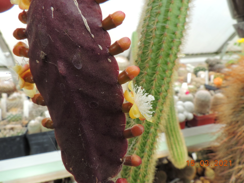 Cacti and Sukkulent in Köln, every day new flowers in the greenhouse Part 254 Bild7418