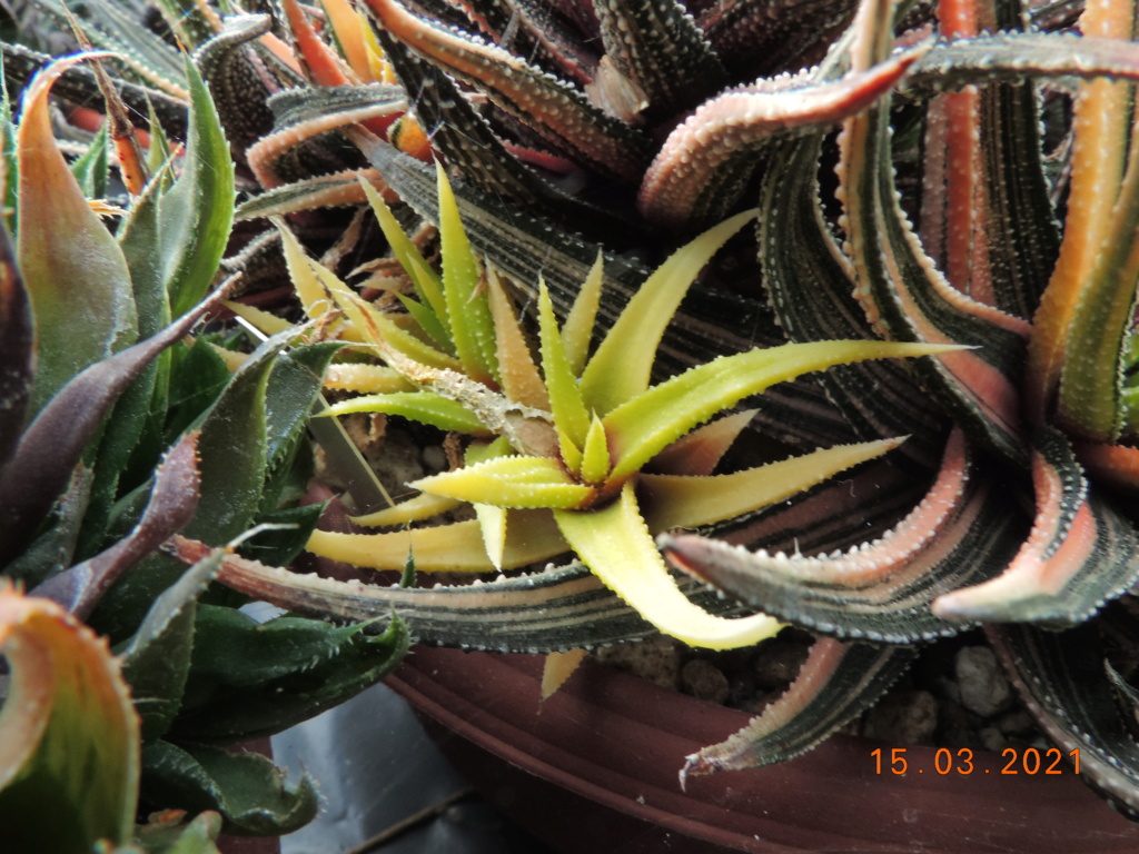 Cacti and Sukkulent in Köln, every day new flowers in the greenhouse Part 254 Bild7421