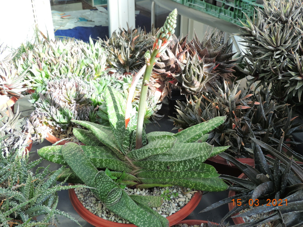 Cacti and Sukkulent in Köln, every day new flowers in the greenhouse Part 254 Bild7425