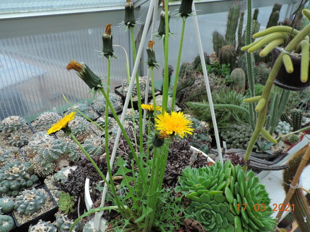 Cacti and Sukkulent in Köln, every day new flowers in the greenhouse Part 254 Bild7435