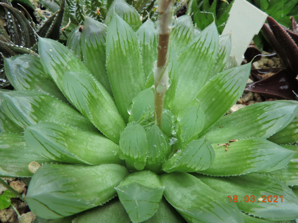 Cacti and Sukkulent in Köln, every day new flowers in the greenhouse Part 254 Bild7436