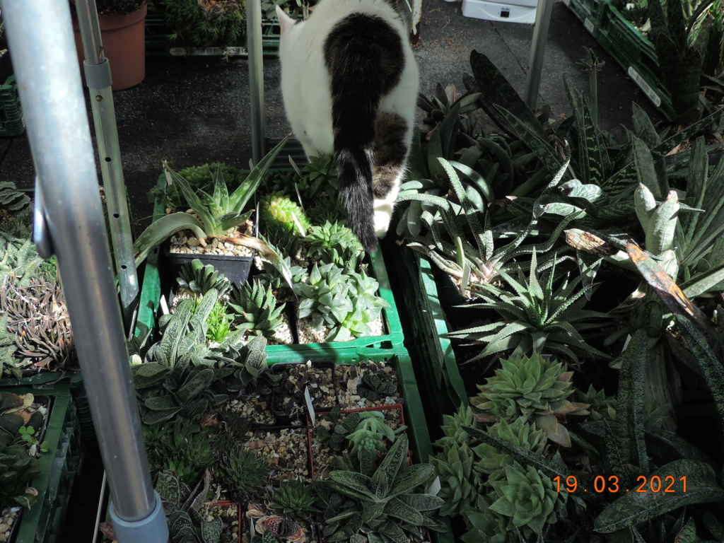 Cacti and Sukkulent in Köln, every day new flowers in the greenhouse Part 254 Bild7452