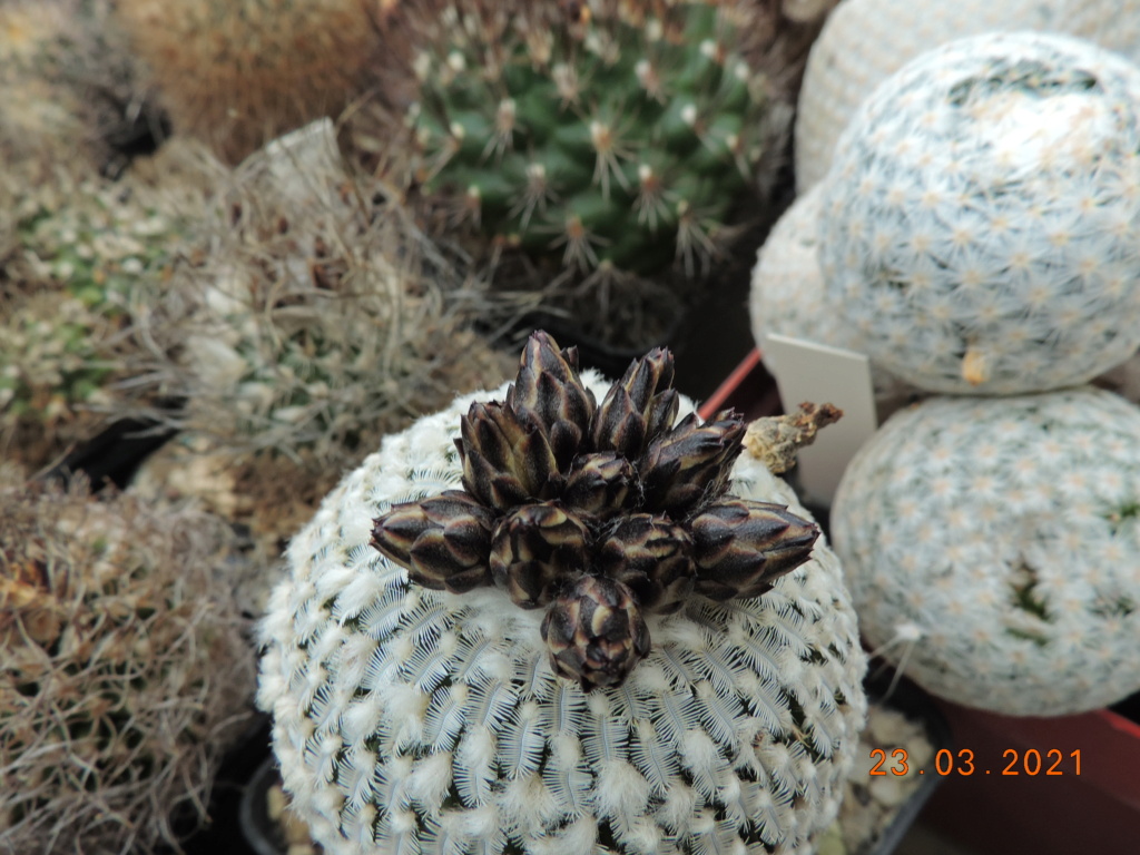 Cacti and Sukkulent in Köln, every day new flowers in the greenhouse Part 254 Bild7457
