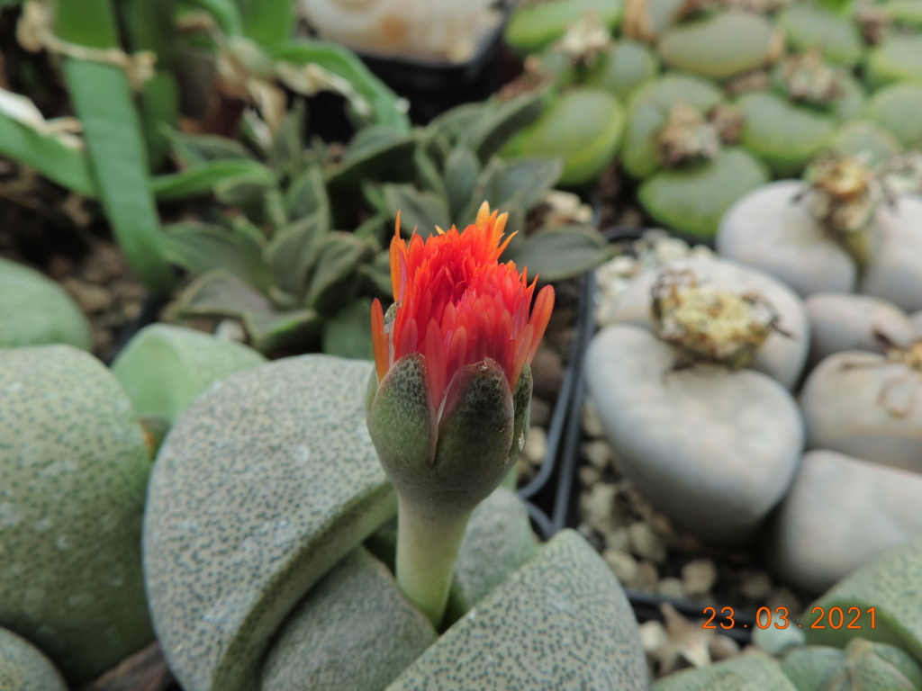Cacti and Sukkulent in Köln, every day new flowers in the greenhouse Part 254 Bild7458