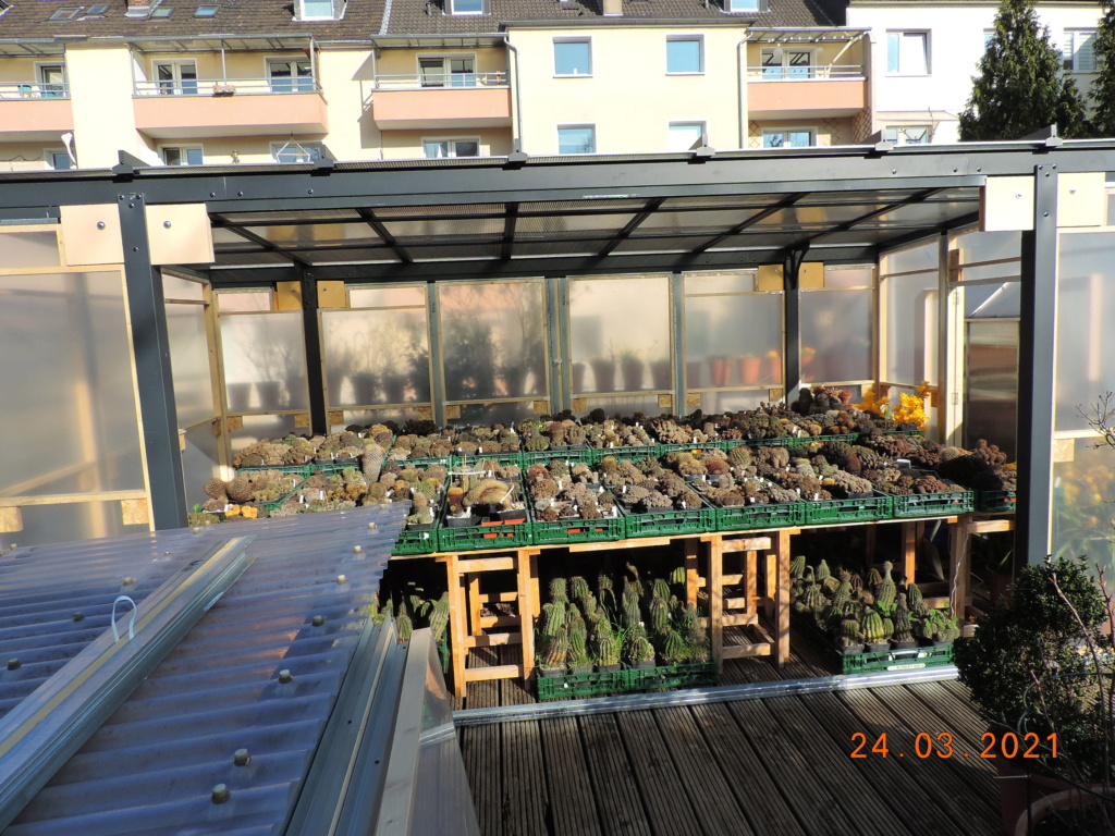 Cacti and Sukkulent in Köln, every day new flowers in the greenhouse Part 254 Bild7465