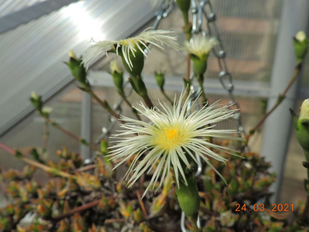 Cacti and Sukkulent in Köln, every day new flowers in the greenhouse Part 254 Bild7466