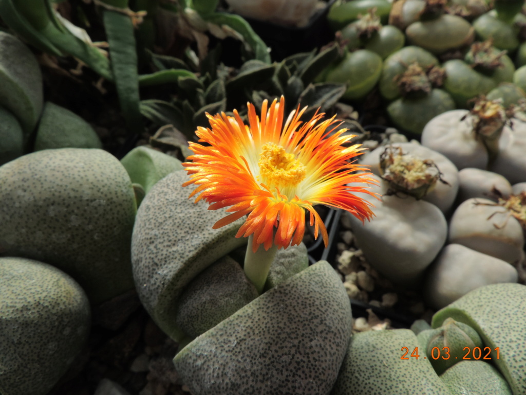 Cacti and Sukkulent in Köln, every day new flowers in the greenhouse Part 254 Bild7467