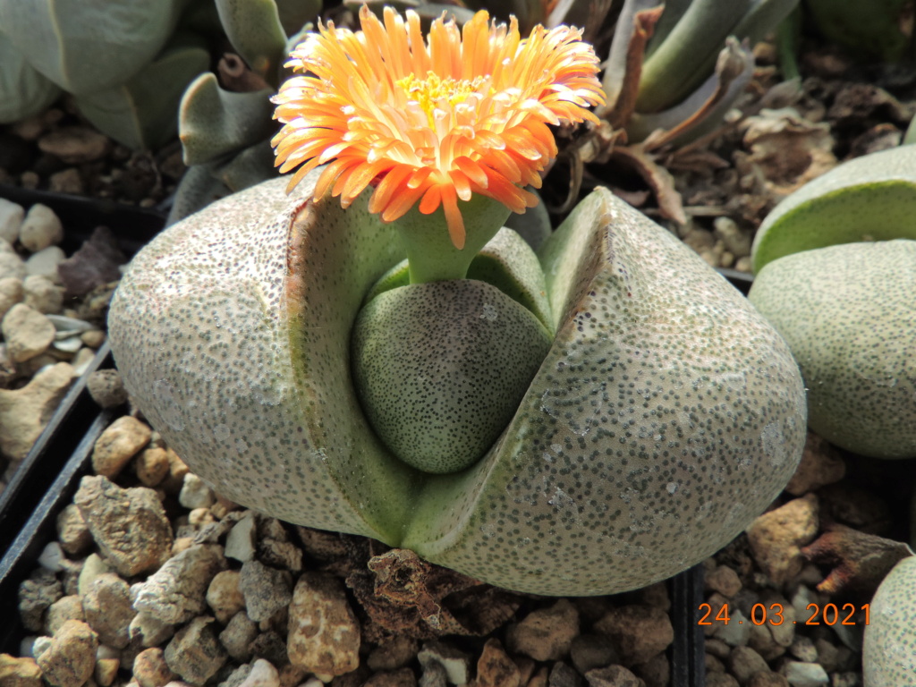 Cacti and Sukkulent in Köln, every day new flowers in the greenhouse Part 254 Bild7468