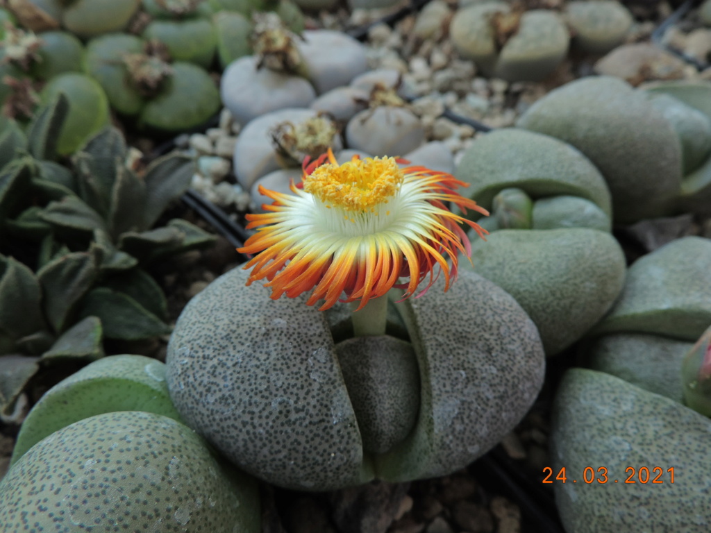 Cacti and Sukkulent in Köln, every day new flowers in the greenhouse Part 254 Bild7469