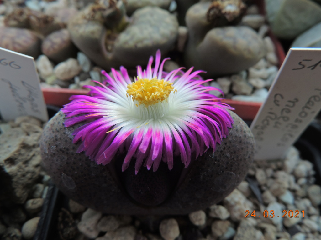 Cacti and Sukkulent in Köln, every day new flowers in the greenhouse Part 254 Bild7470