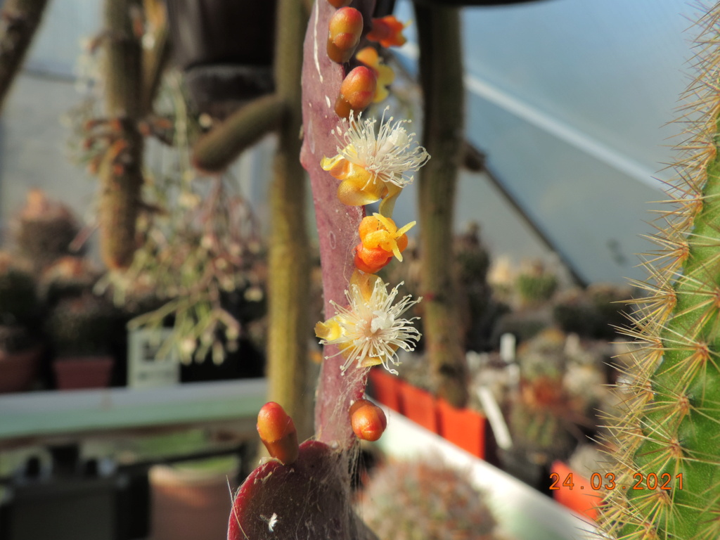 Cacti and Sukkulent in Köln, every day new flowers in the greenhouse Part 254 Bild7471