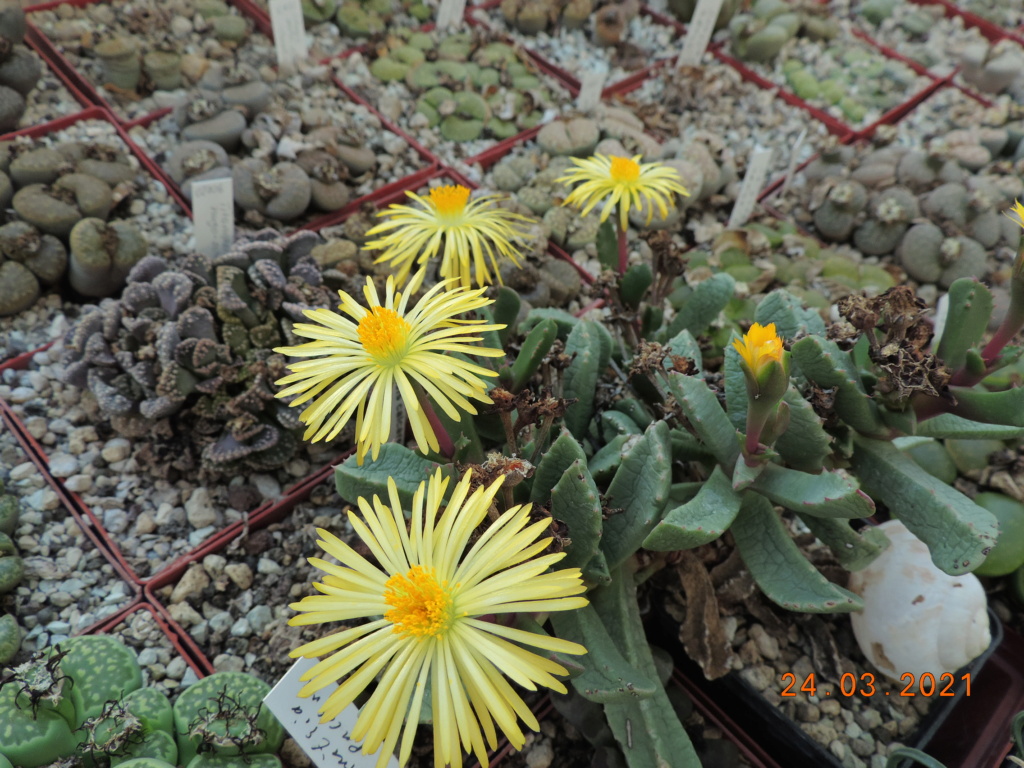 Cacti and Sukkulent in Köln, every day new flowers in the greenhouse Part 254 Bild7472