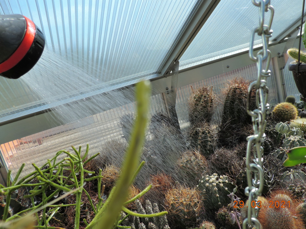 Cacti and Sukkulent in Köln, every day new flowers in the greenhouse Part 254 Bild7474