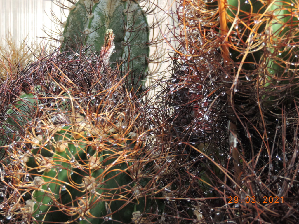 Cacti and Sukkulent in Köln, every day new flowers in the greenhouse Part 254 Bild7475