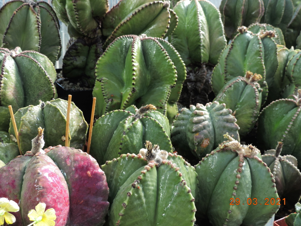 Cacti and Sukkulent in Köln, every day new flowers in the greenhouse Part 254 Bild7477