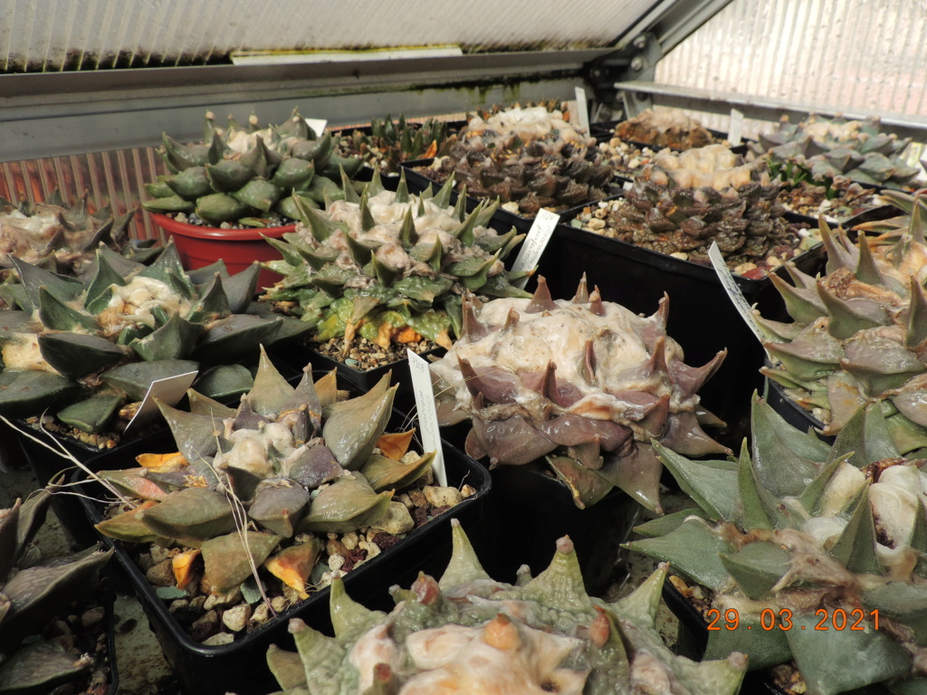 Cacti and Sukkulent in Köln, every day new flowers in the greenhouse Part 254 Bild7481