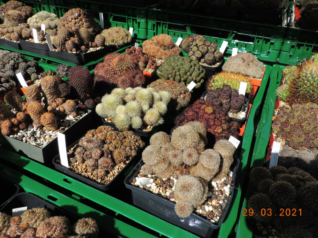 Cacti and Sukkulent in Köln, every day new flowers in the greenhouse Part 254 Bild7486