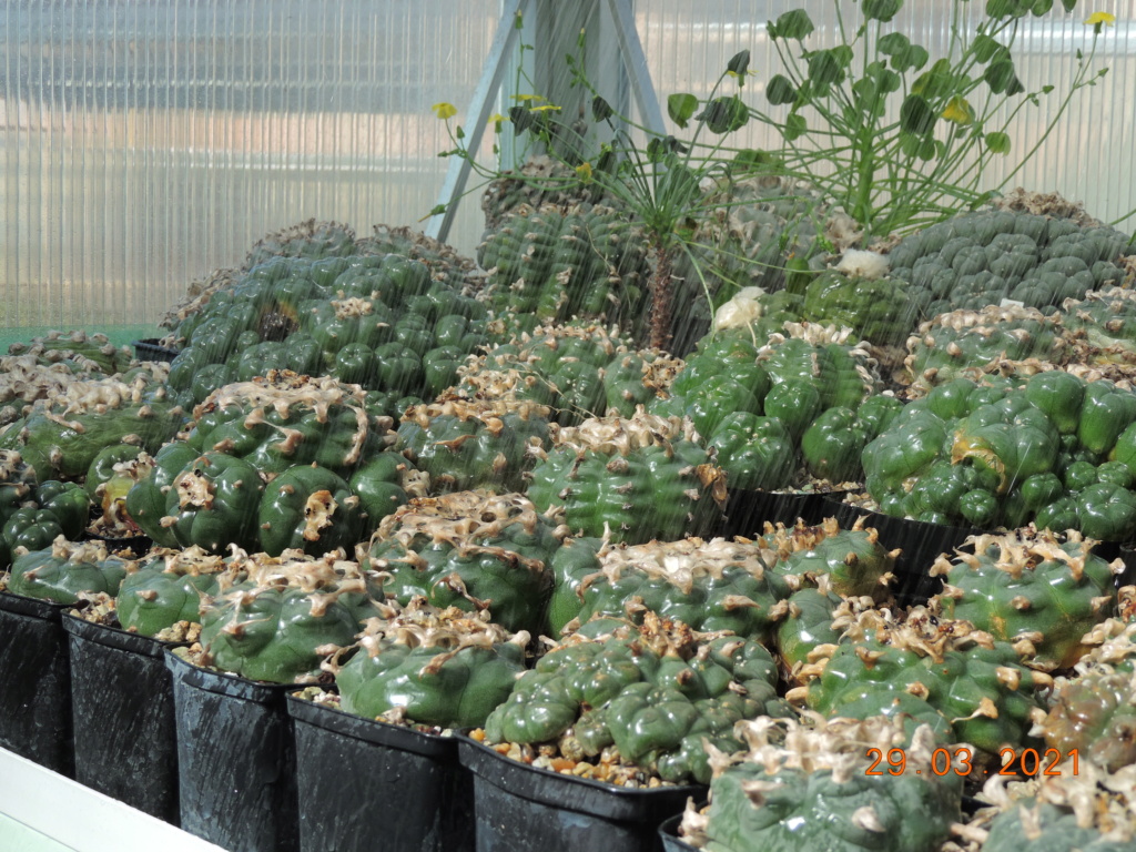 Cacti and Sukkulent in Köln, every day new flowers in the greenhouse Part 254 Bild7487