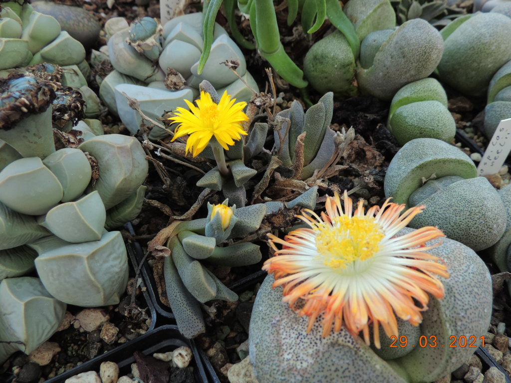Cacti and Sukkulent in Köln, every day new flowers in the greenhouse Part 254 Bild7490