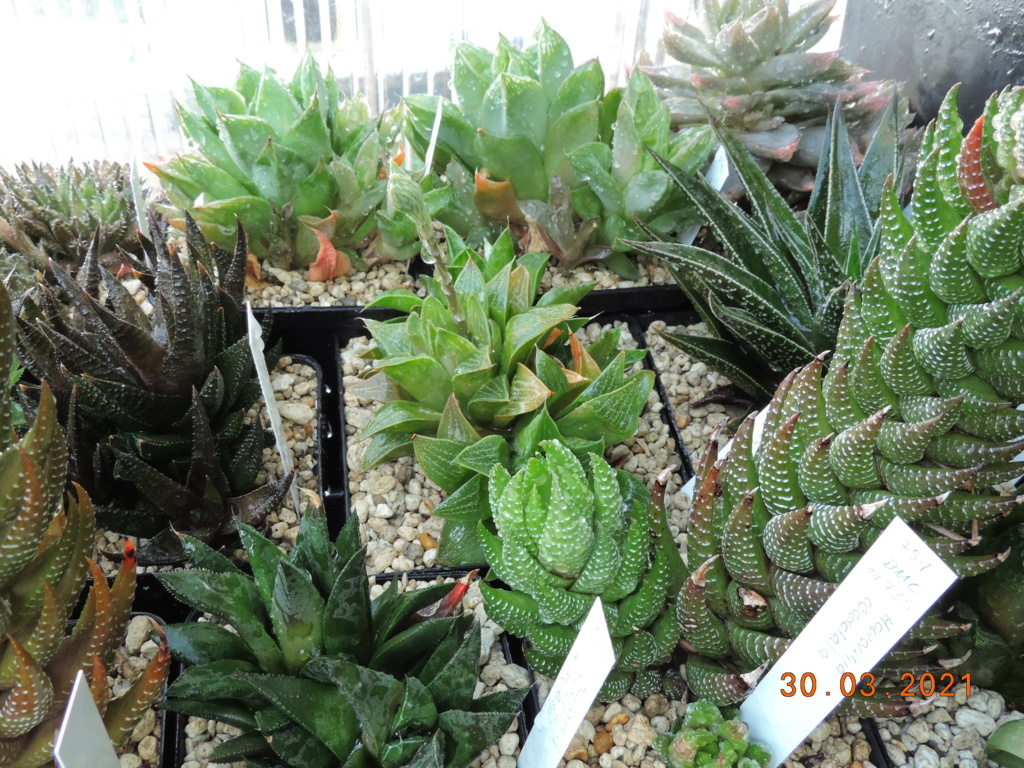 Cacti and Sukkulent in Köln, every day new flowers in the greenhouse Part 255 Bild7500