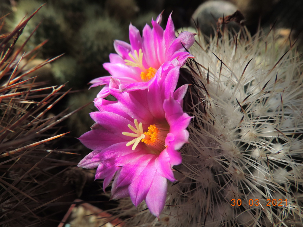 Cacti and Sukkulent in Köln, every day new flowers in the greenhouse Part 255 Bild7507