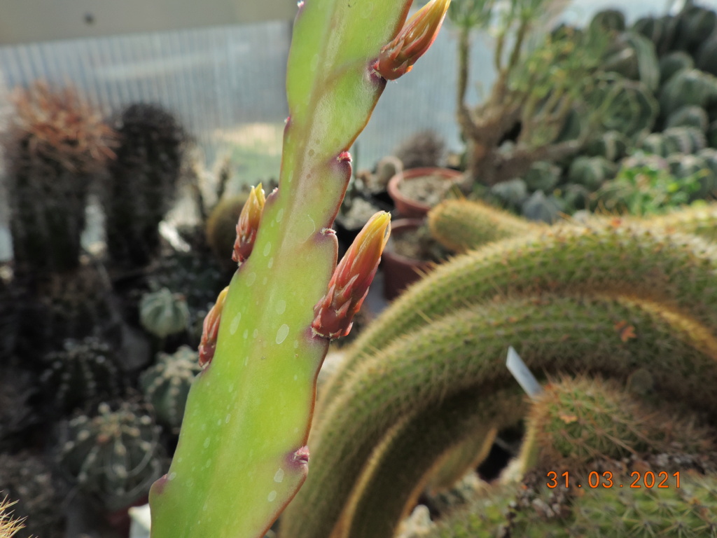 Cacti and Sukkulent in Köln, every day new flowers in the greenhouse Part 255 Bild7513