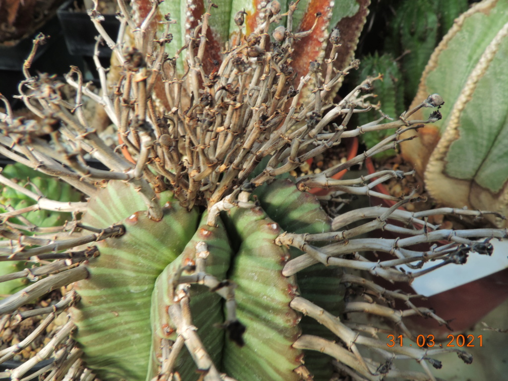 Cacti and Sukkulent in Köln, every day new flowers in the greenhouse Part 255 Bild7515