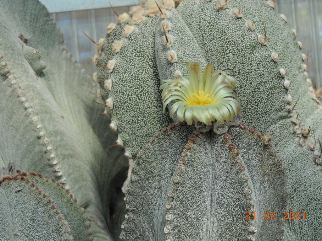 Cacti and Sukkulent in Köln, every day new flowers in the greenhouse Part 255 Bild7518