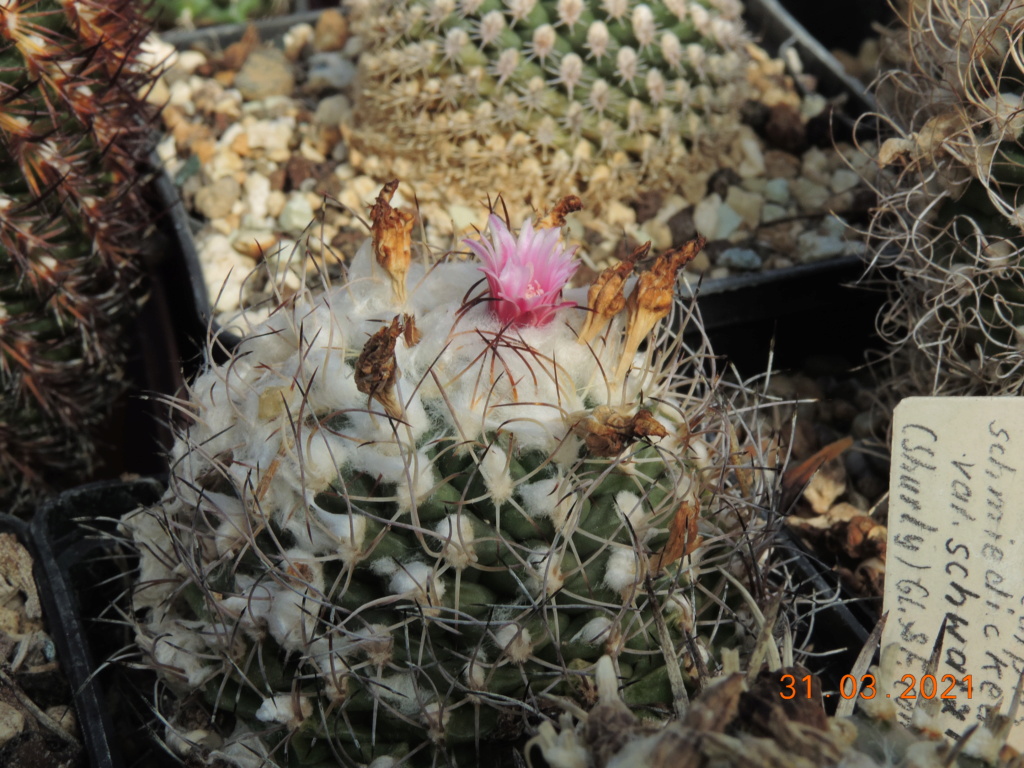 Cacti and Sukkulent in Köln, every day new flowers in the greenhouse Part 255 Bild7520