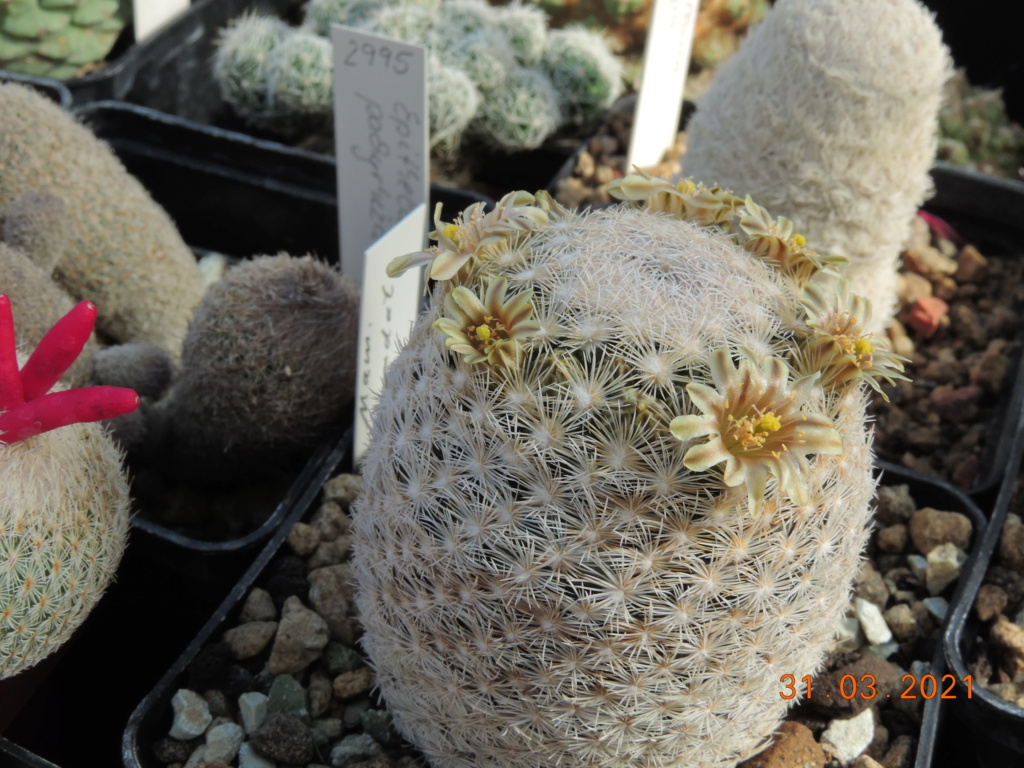 Cacti and Sukkulent in Köln, every day new flowers in the greenhouse Part 255 Bild7521