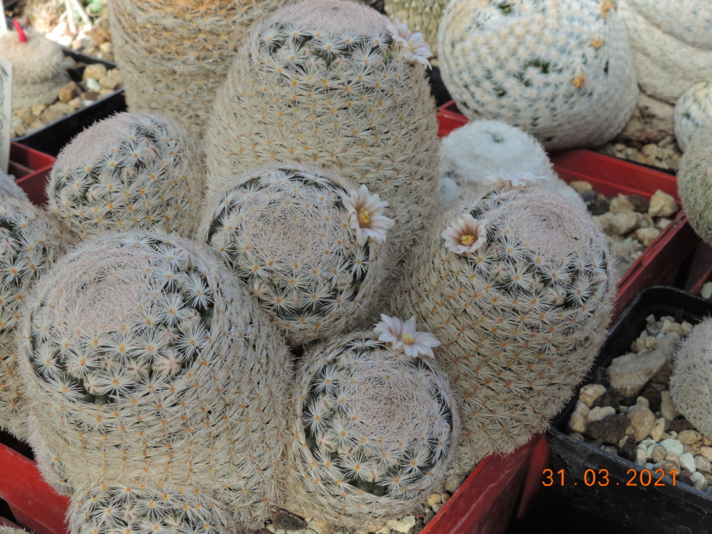 Cacti and Sukkulent in Köln, every day new flowers in the greenhouse Part 255 Bild7522