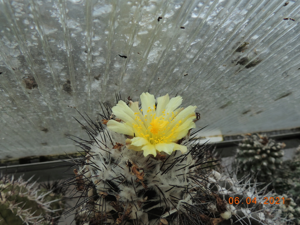 Cacti and Sukkulent in Köln, every day new flowers in the greenhouse Part 255 Bild7529